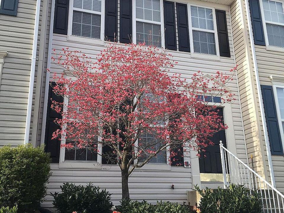 1st image of 455 Pearlbush Sq NE