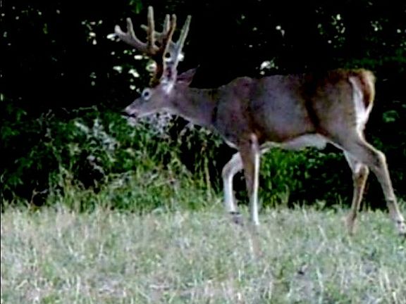 So many Bucks to choose from