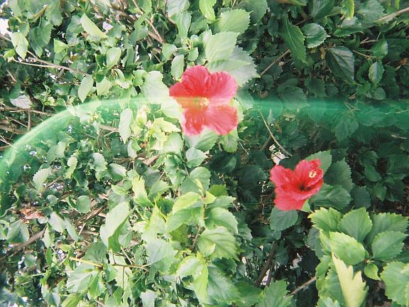 Beautiful fenced yard