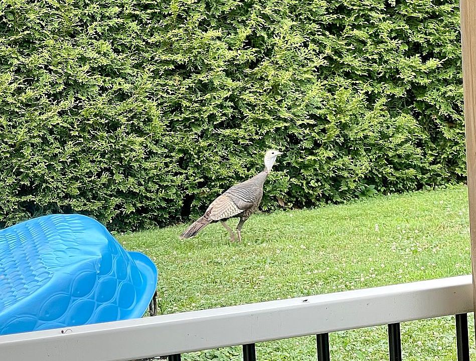 Wildlife galore