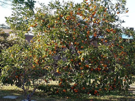 Tangerine tree in backyard
