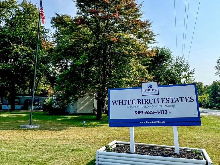 White Birch — Photo 3