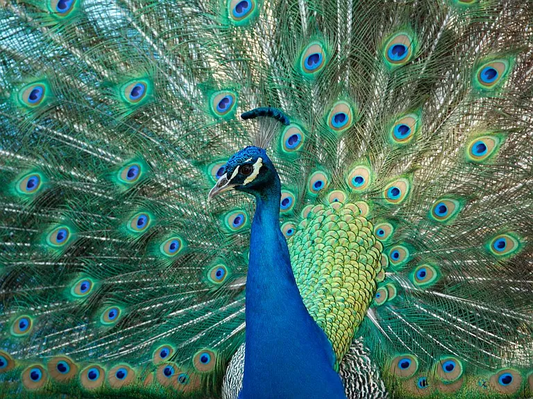One block away is historic Leo Carrillo park with peacocks and a historic adobe ranch