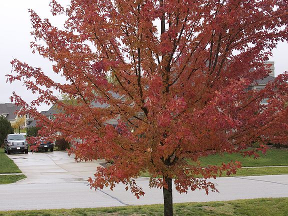 Fall Front Yard