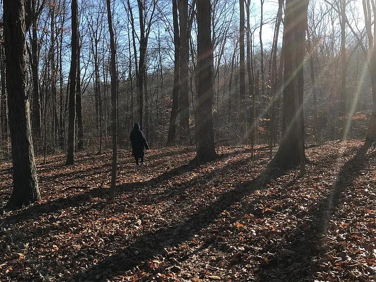 Forest hiking right at your backyard!