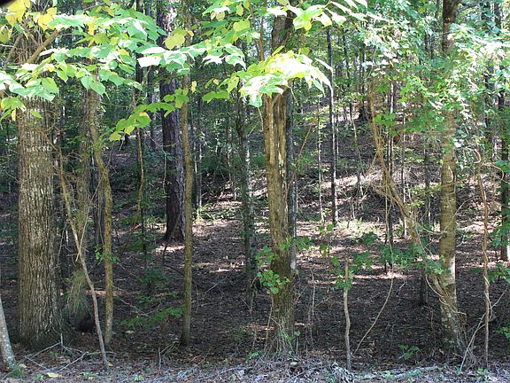 3rd image of Dogwood Trl