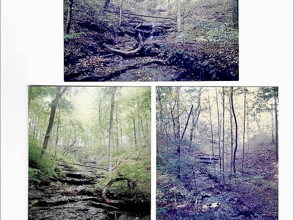 53rd image of 3575 Tyree Springs Rd