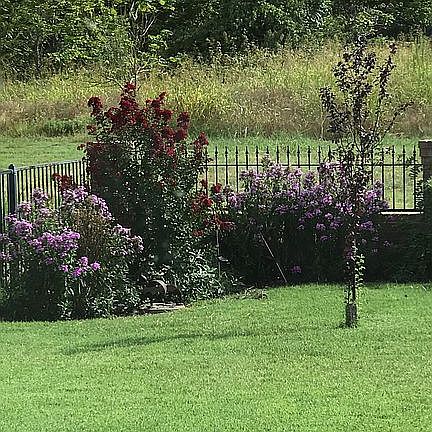 Red myrtle and perennials.