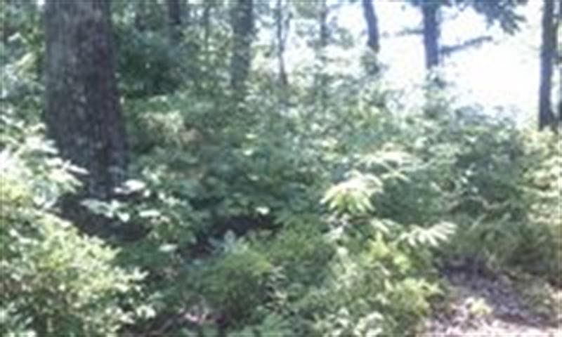 2nd image of 725 Fire Pink Way