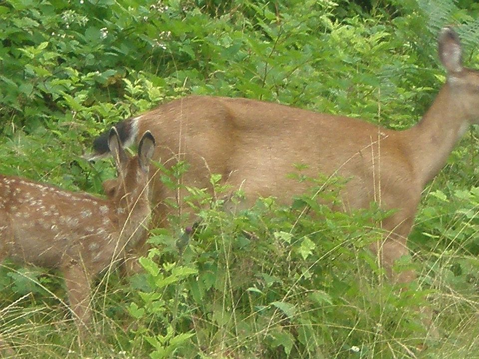 Wildlife & Beauty Abound