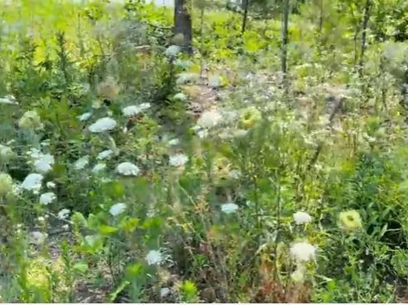 0 County Road 3440, Mountain View, MO 65548