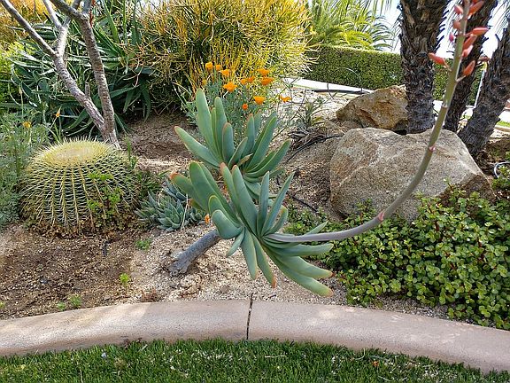 Front yard landscaping