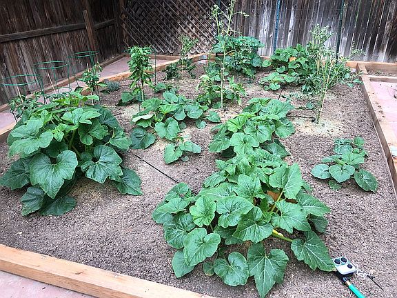 Large garden for vegetables