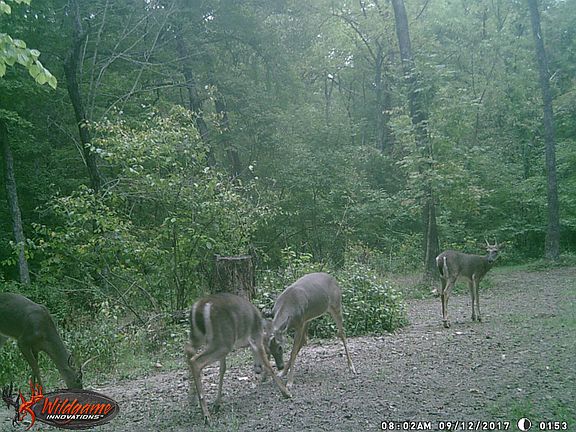 Food Plot