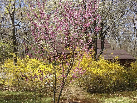 Spring blossoms
