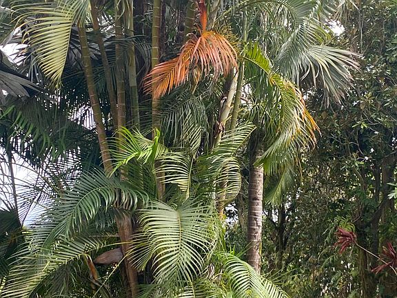 2nd image of 31469 Old Mamalahoa Hwy