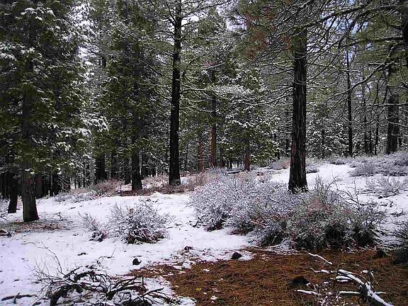 5th image of 915 Sierra Plum Cir