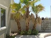 Palms