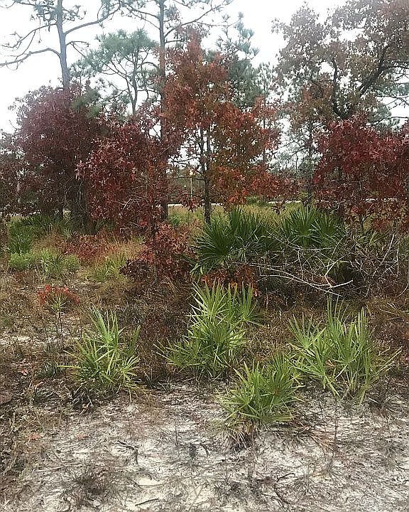 2nd image of 0 Gulf Coast Cir #11-12
