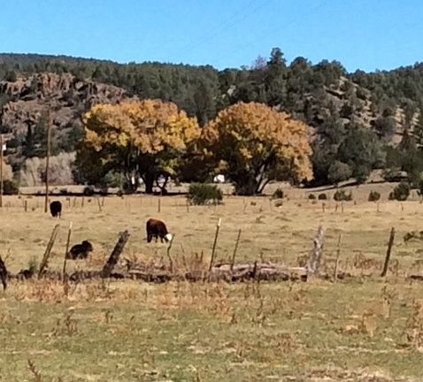 2nd image of 2664b Hwy 12 #Hwy 12