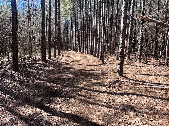 Road between pines