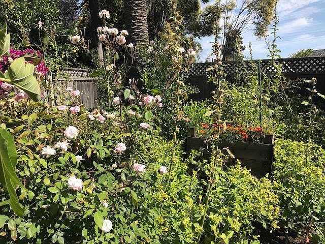 Your Backyard