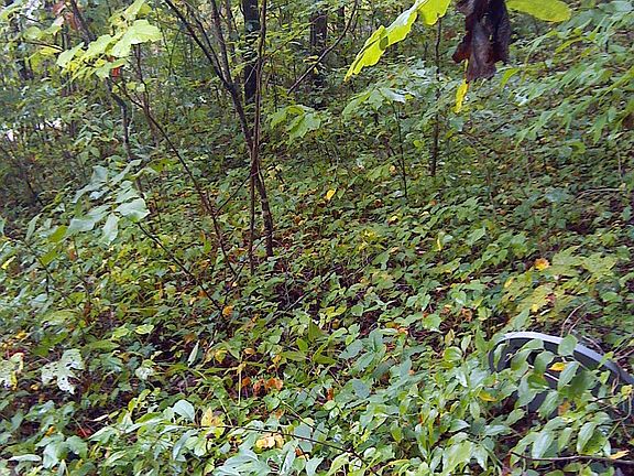 2nd image of Lot For Sale Beside 225 Fern Drive