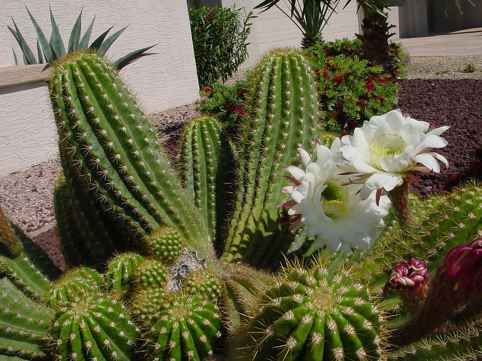 Front yard Cactus