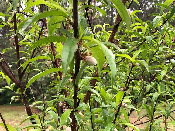 Established orchard