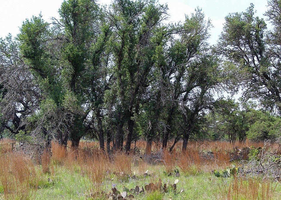 2nd image of 131 Lipan Loop