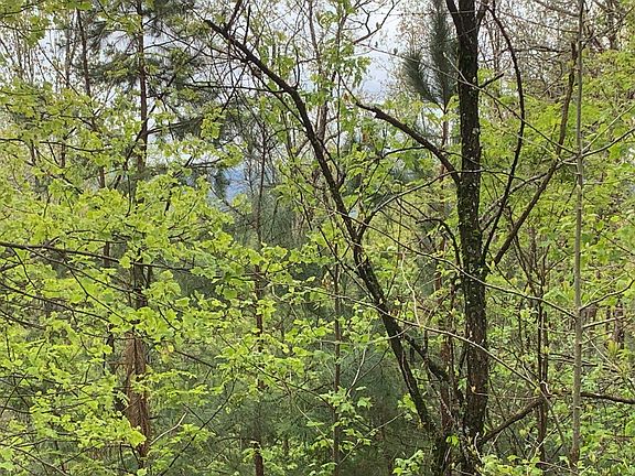 3rd image of 99 Nelson Cir Lot 3