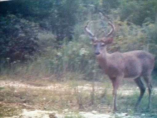 2nd image of Megan Ln