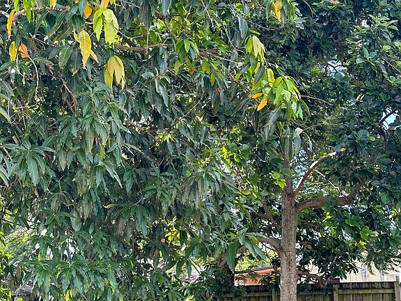 Privacy fenced yard with mature mango and avocado trees and double wide off street gate for parking boat, or RV.