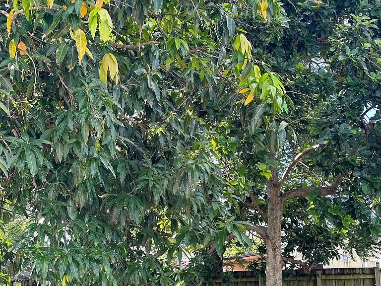Privacy fenced yard with mature mango and avocado trees and double wide off street gate for parking boat, or RV.