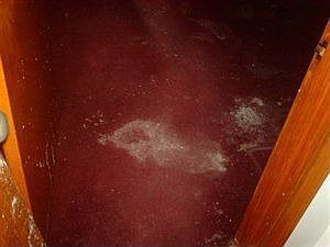3rd image of 713 Brady Ave