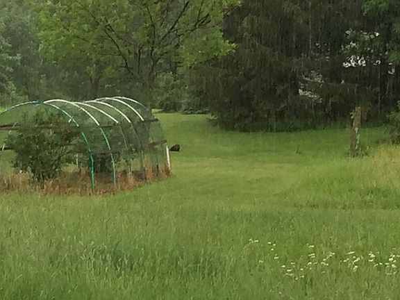 Blueberry bushes 