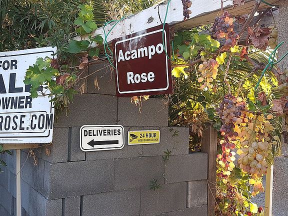 Main gate gold table grapes 