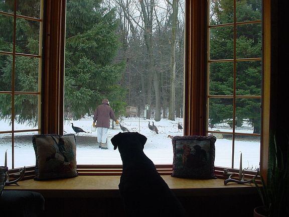 Feeding Turkeys in Front