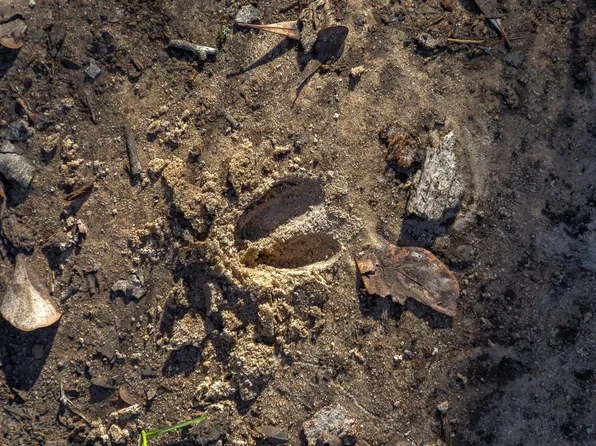 Holley Ln, Wing, AL 36483