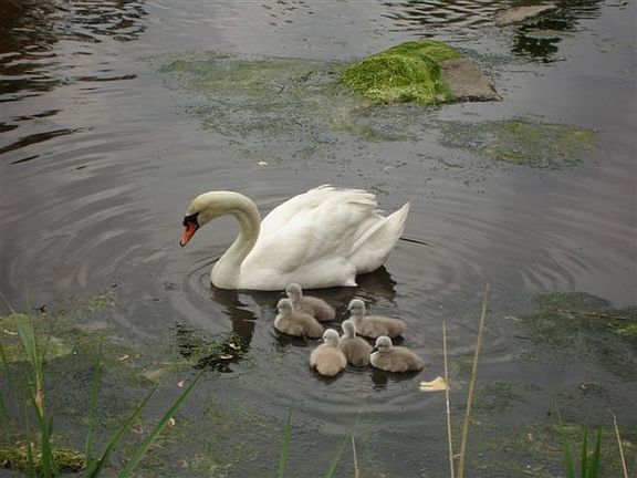 Picture from dock feeding swans