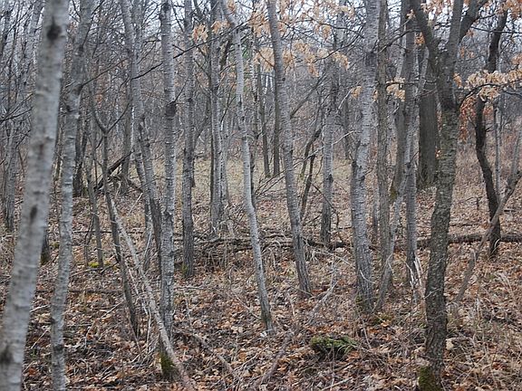Mixed Aspen