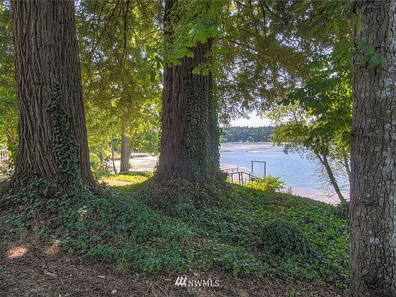 Two huge redwood trees