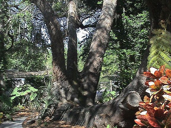 Unique oak tree-grew from both sides(roots&top) due to a Hurricane 40yrs ago