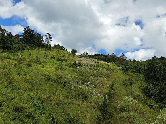 4th image of Bo Palo Hincado Carr #156