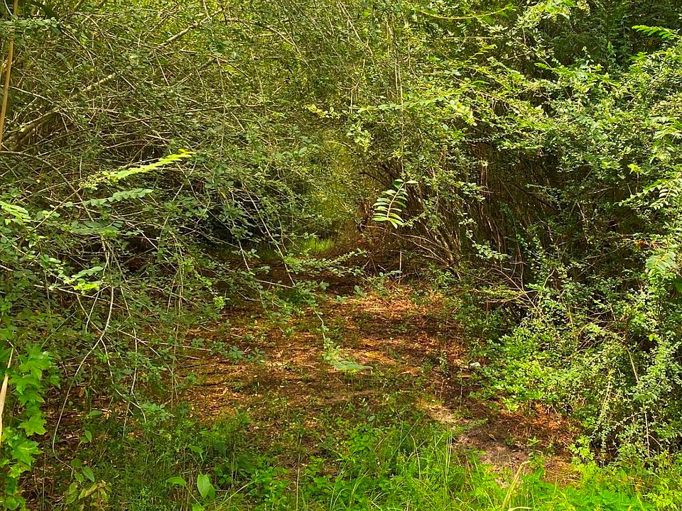 old woods road
