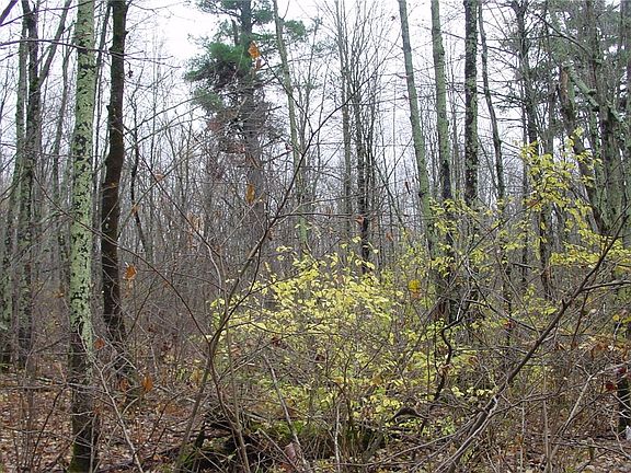 4th image of 4.4 Acres on Koeppler Rd.