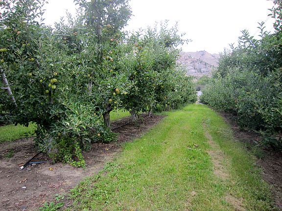 Mixed Apple & Cherry Orchard