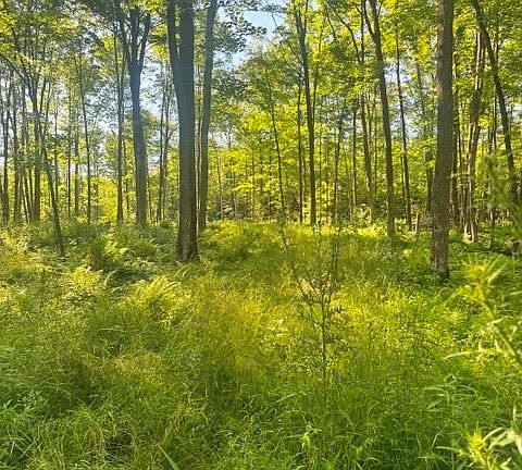 2nd image of XXX East Grow Road