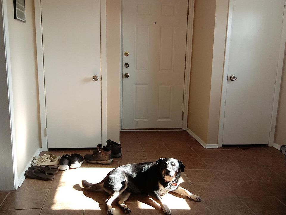 Sorry, this is the only photo I have, and the dog is not included. I will be happy to come back into town to show you the place.