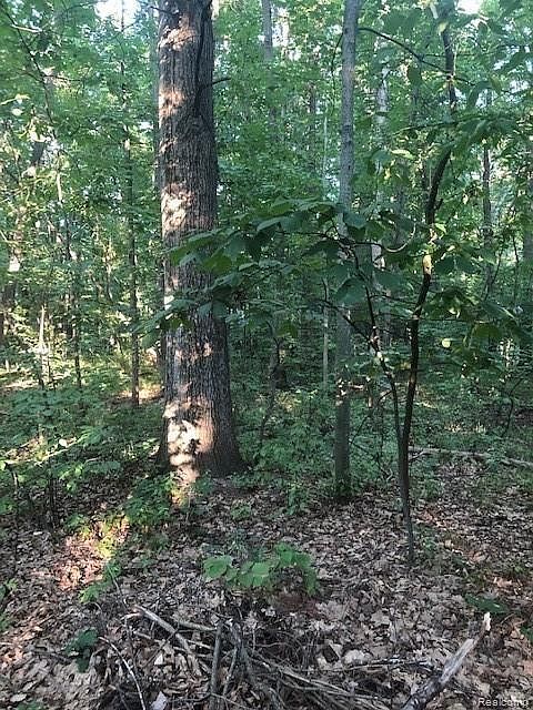 9127 Pineview Lake Dr, photo 5